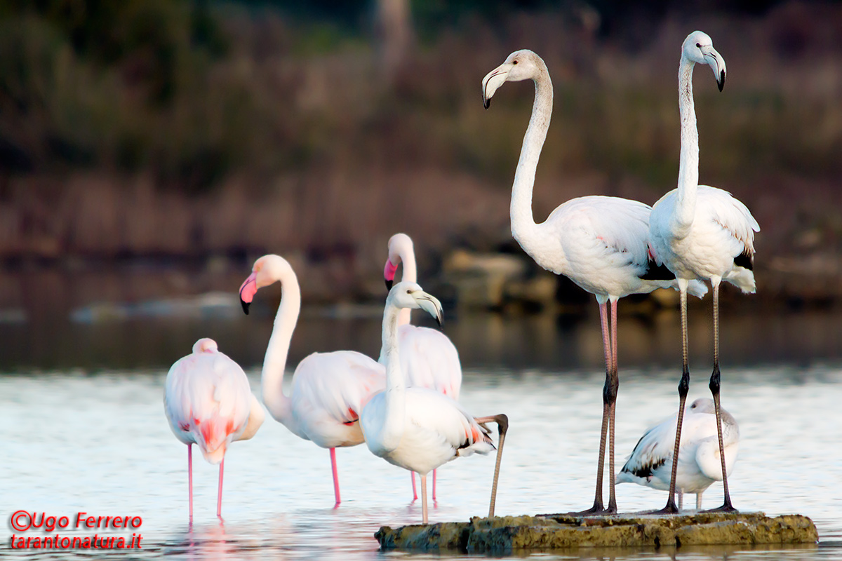 Fenicotteri nel Tarantino !